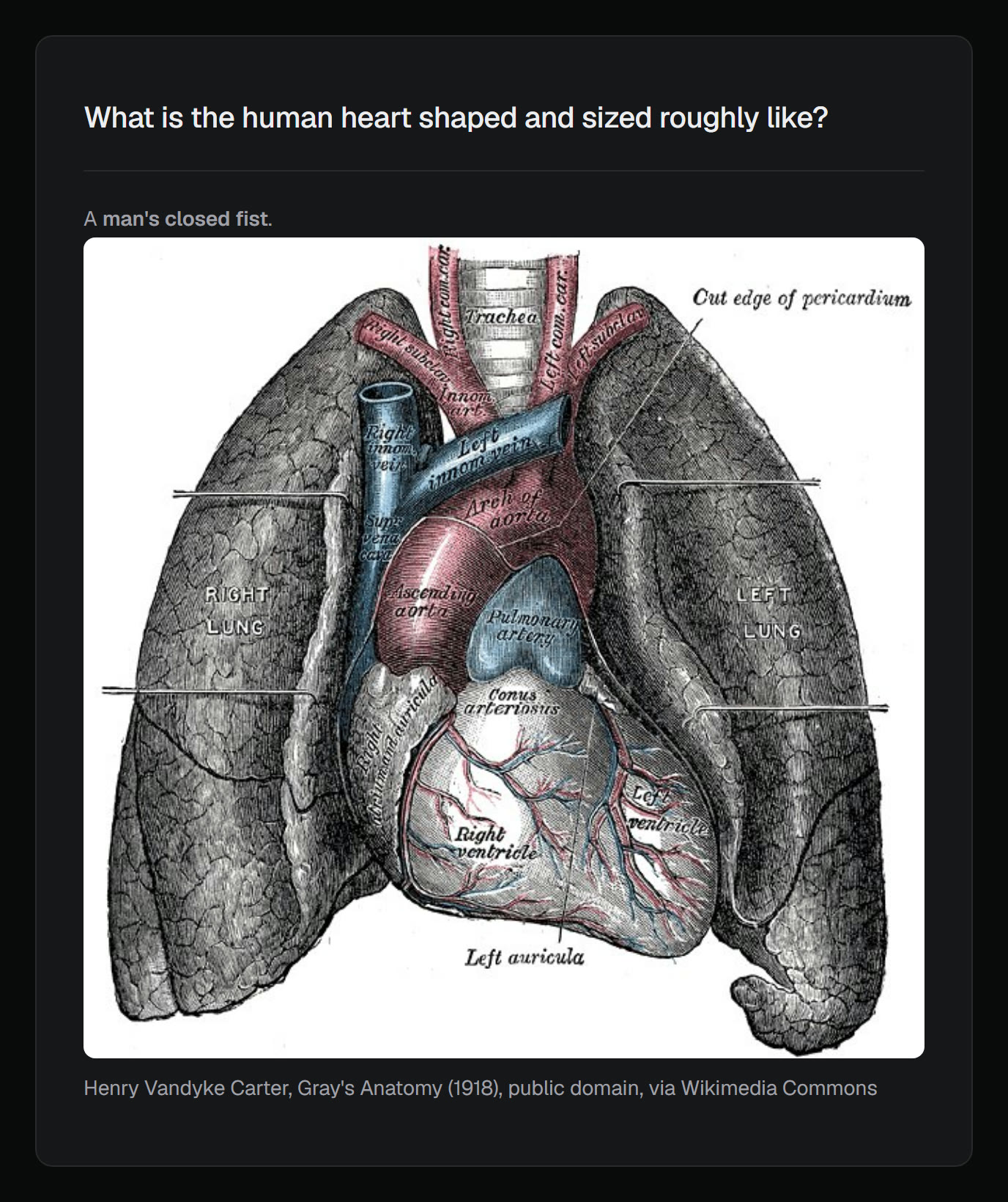 A card from an imported Anki deck, with its anatomy drawing of the heart