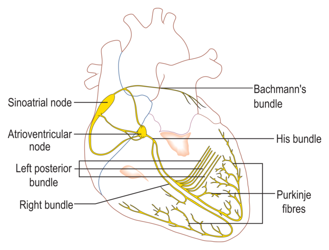 Labeled diagram of the heart's conduction system
