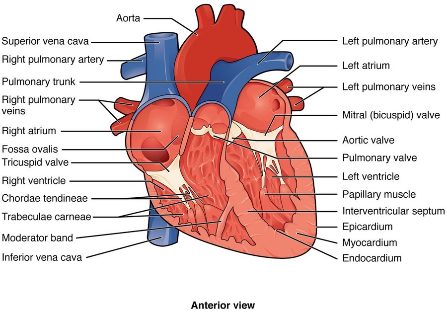 Labeled anterior view of the interior of the heart: the four chambers, the valves and the great vessels